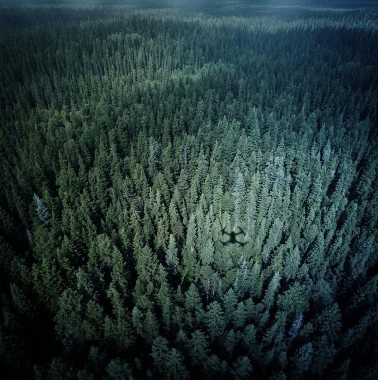 Aerial view of dense conifer forest